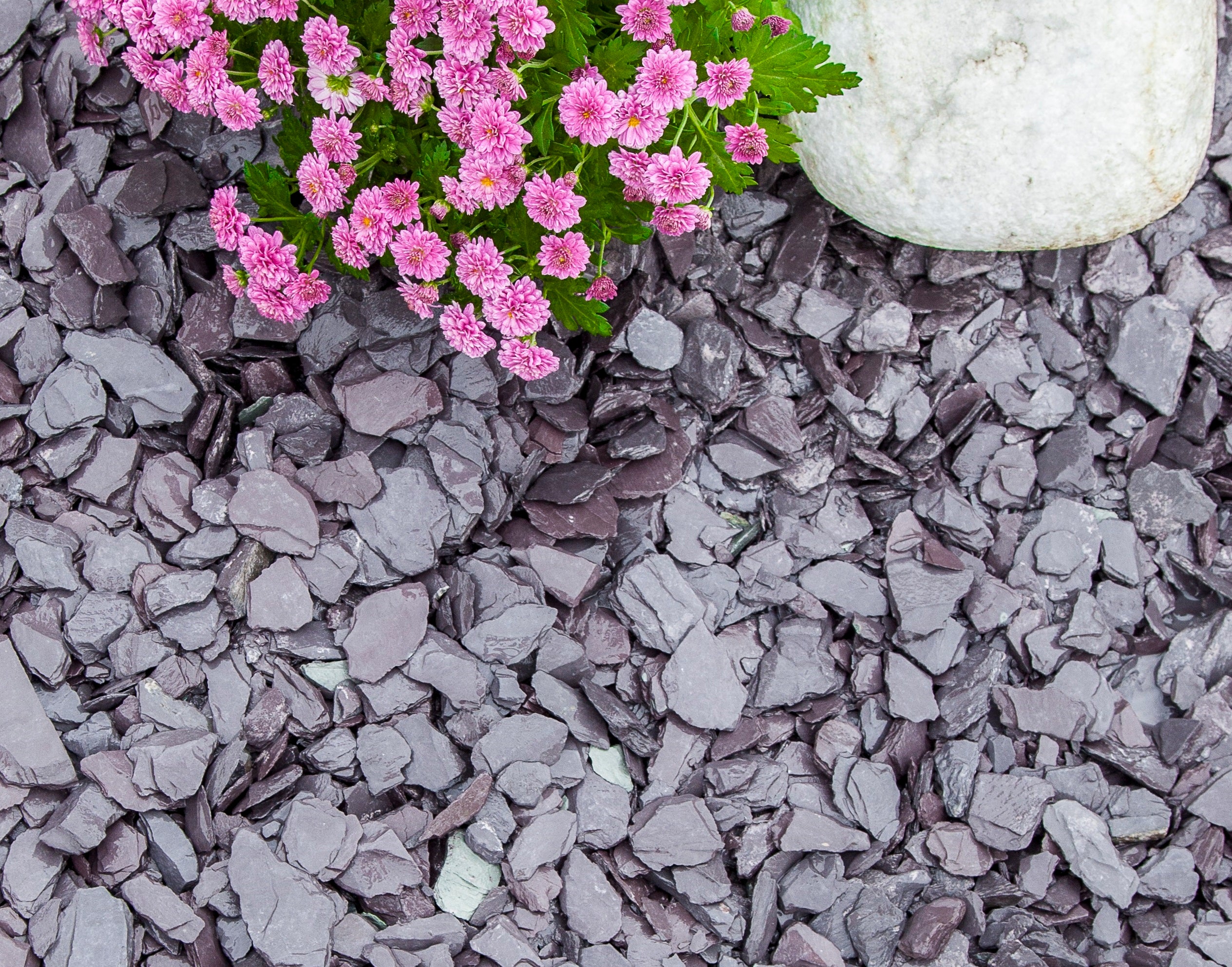 Blue slate chippings in a garden