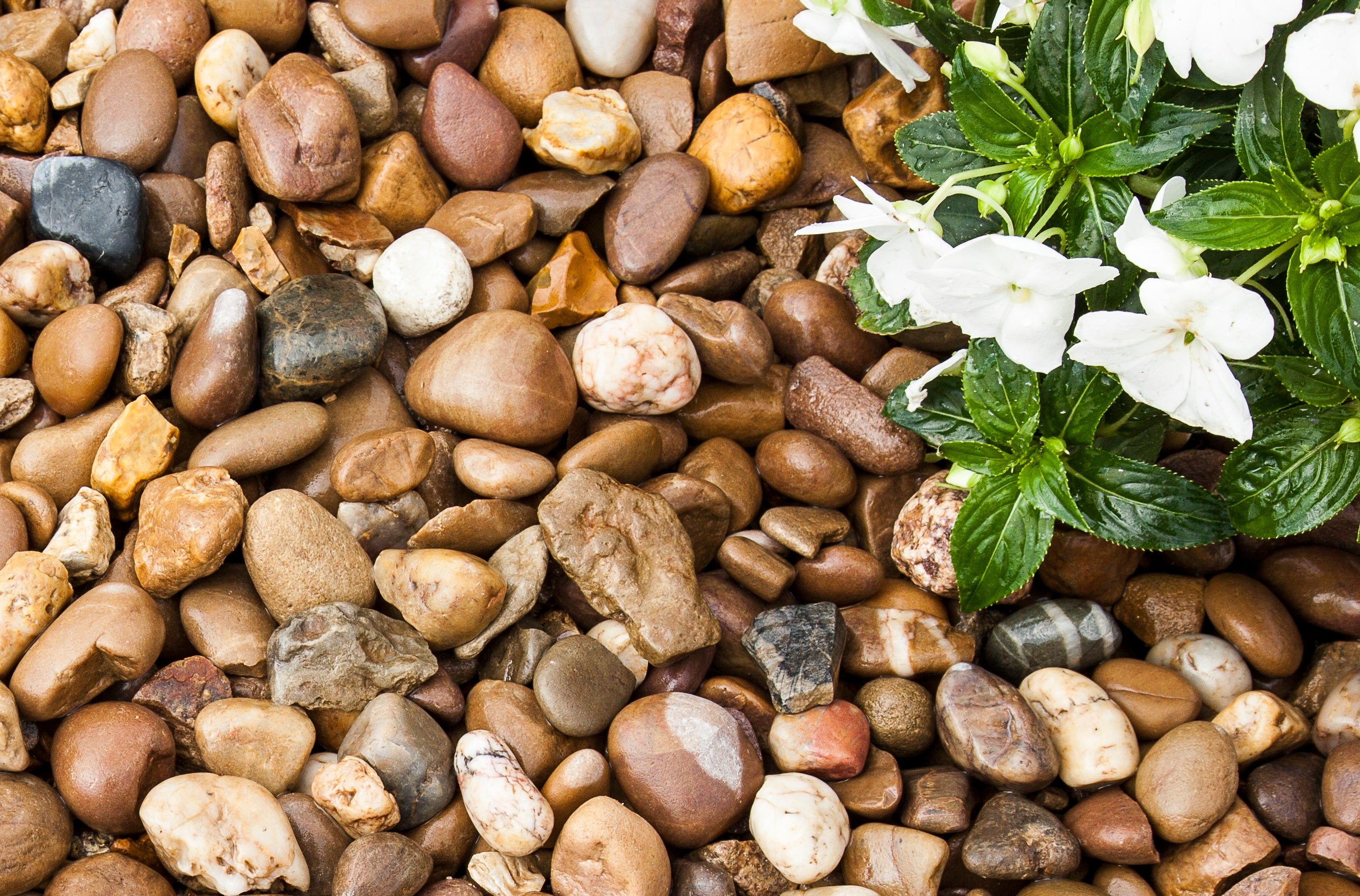 Close up shot of the aggregate