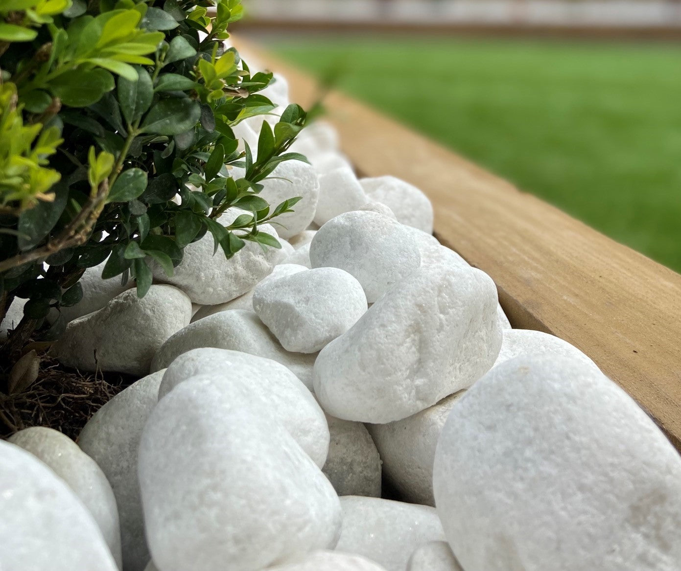 close up of white cobble
