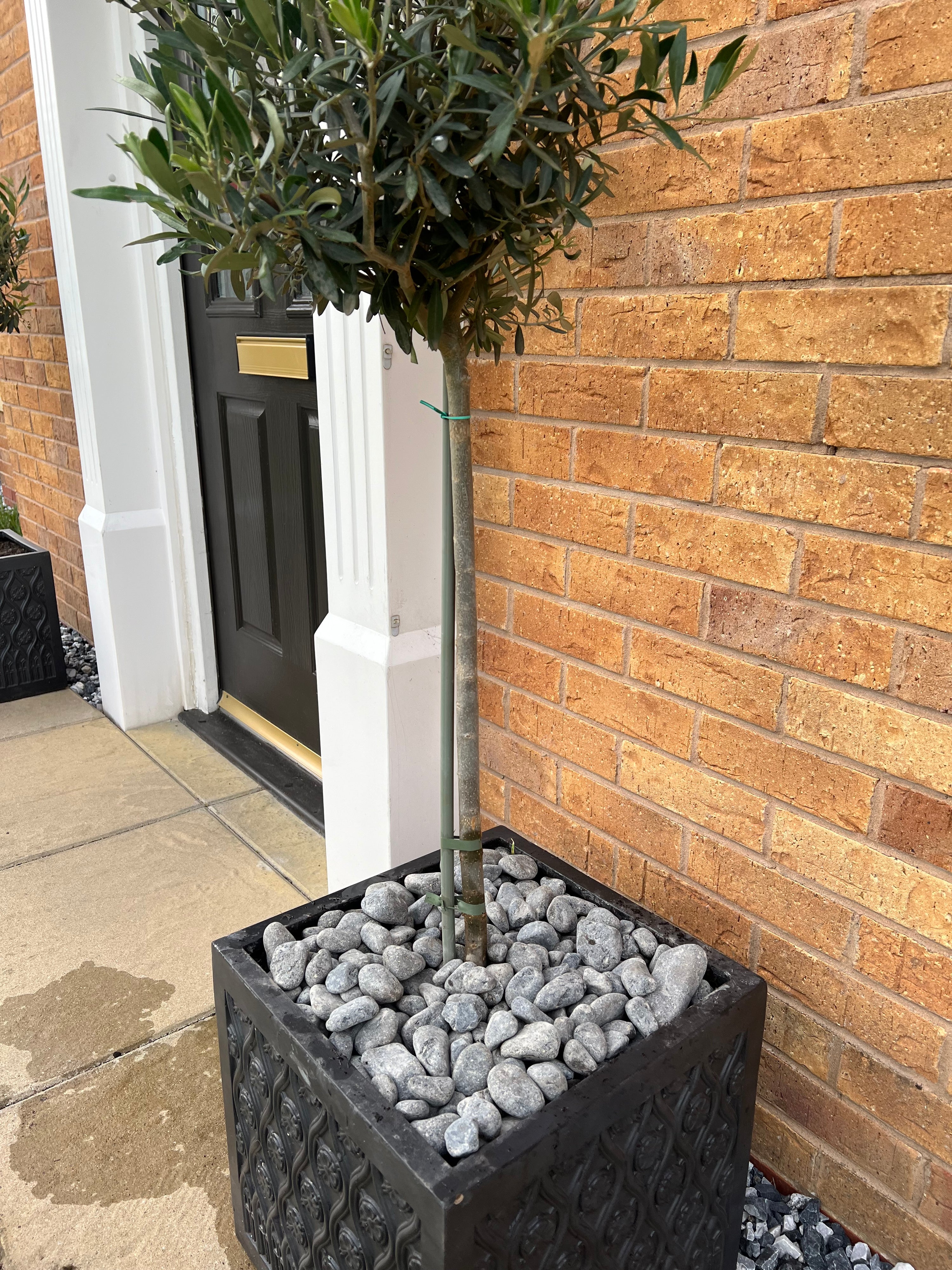 Dry tumbled black pebbles used as a plant topper for a potted tree placed by a front door.