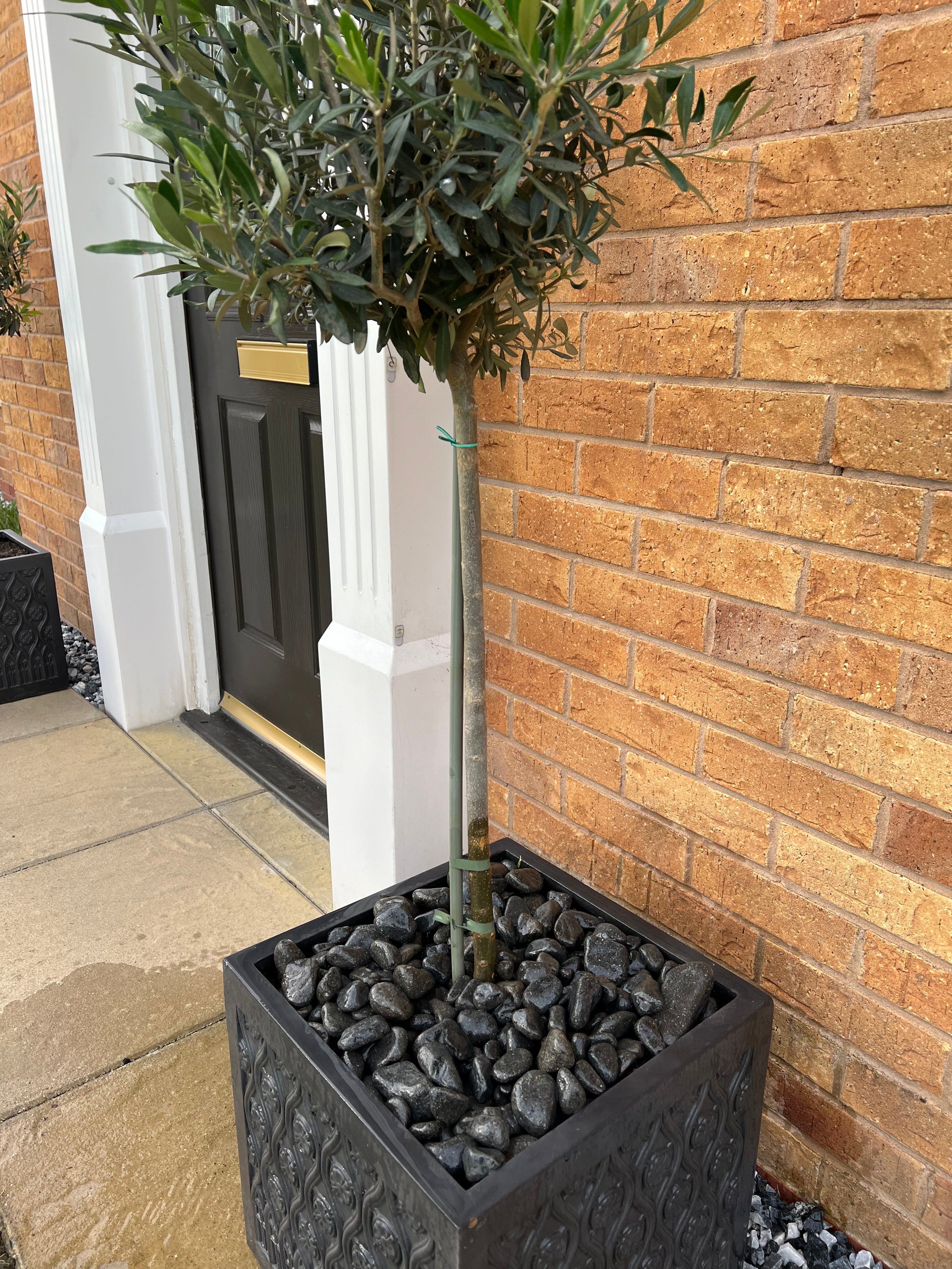 Wet tumbled black pebbles used as a plant topper for a potted tree placed by a front door