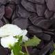 plum paddlestones and white flowers
