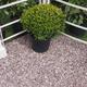 shrub plant pot placed on a gravel section of garden 