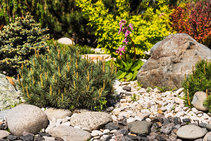 How to make a wildlife garden