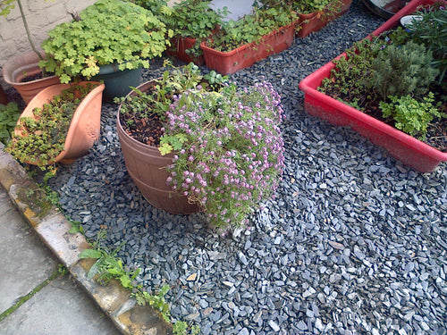 Grey Slate Chippings