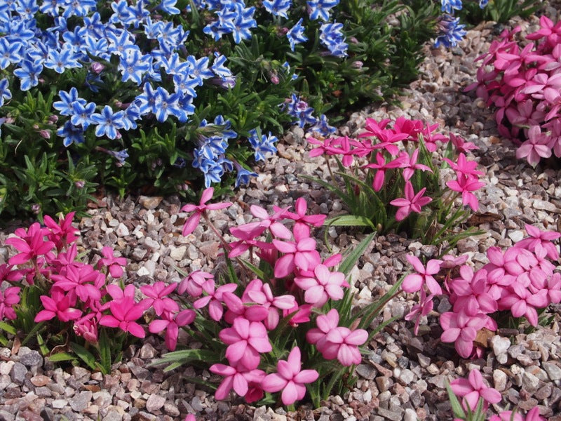 Pink Gravel