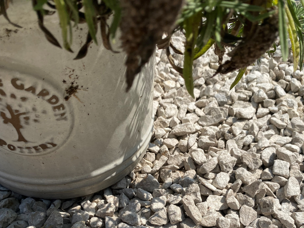 Dove Grey Limestone Gravel 10mm