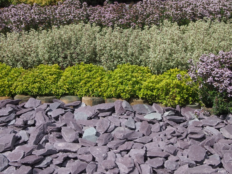 Plum Slate Chippings 40mm