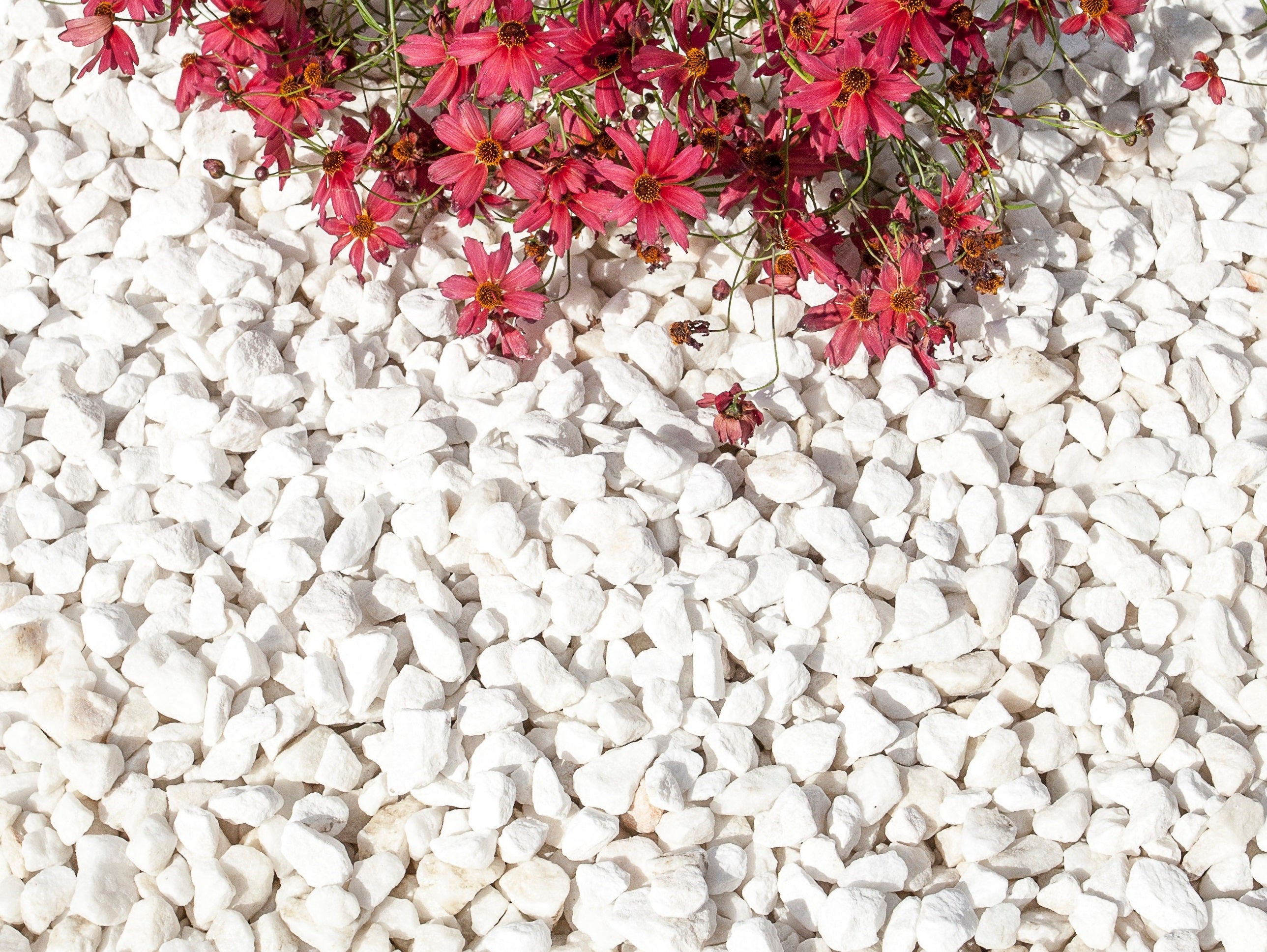 Polar White Marble Gravel 20mm