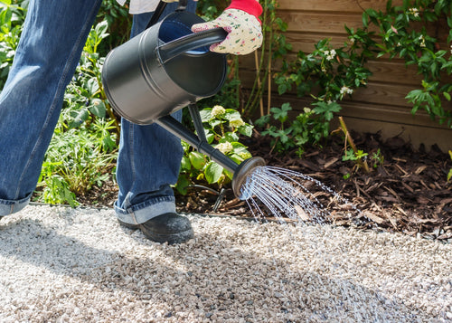 Pouring Gravel Grip using a watering can on loose gravel.