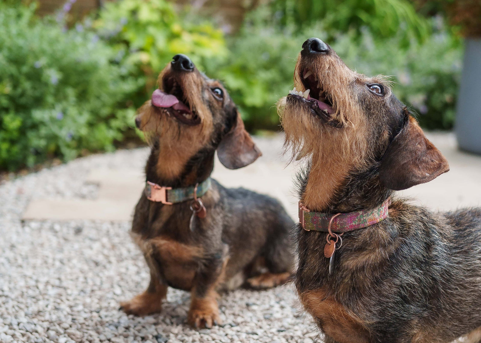 Dogs happy on Gravel Grip pathway.