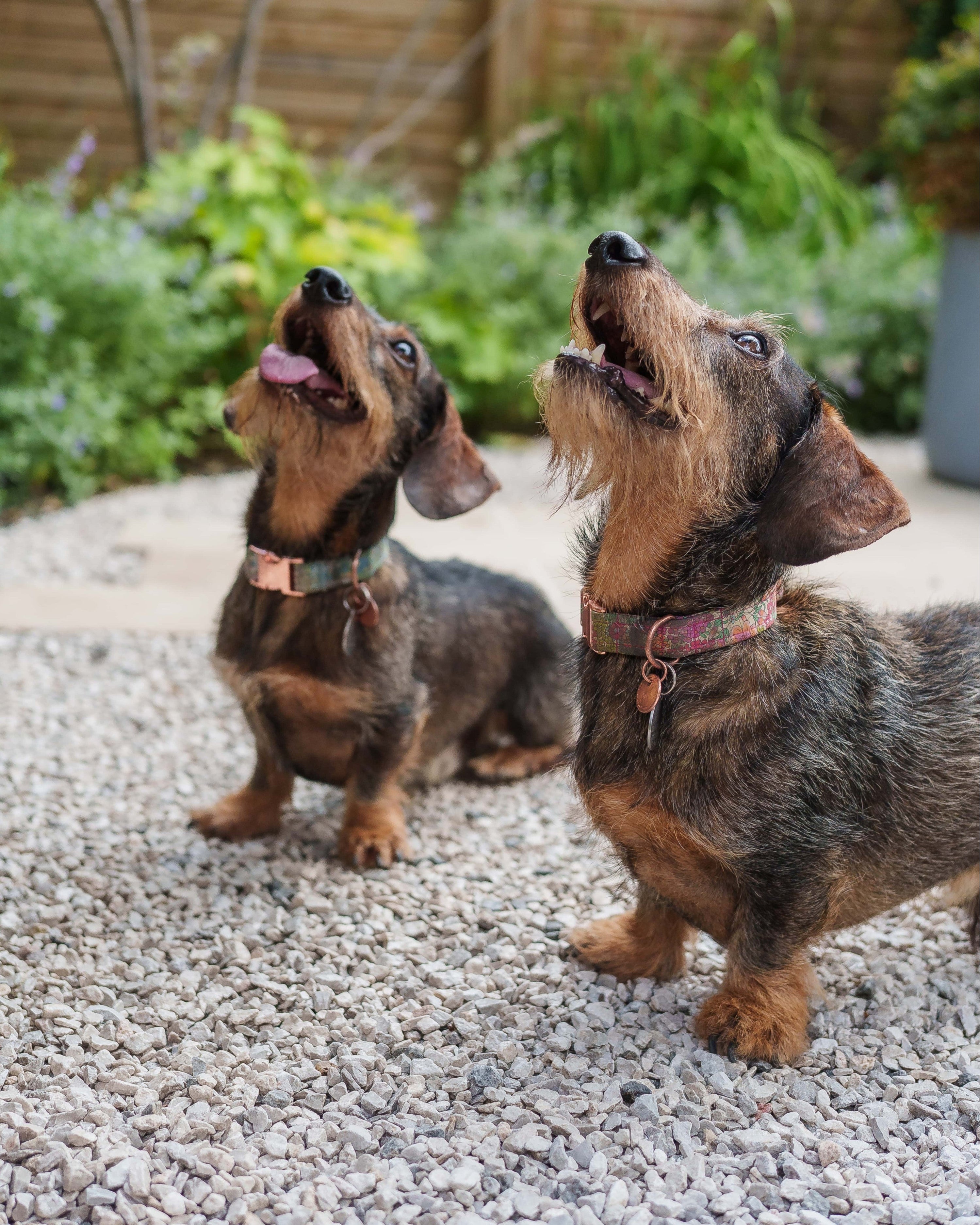 Two dachshunds standing on a gravel surface with a garden background