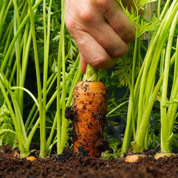 Vegetable Topsoil