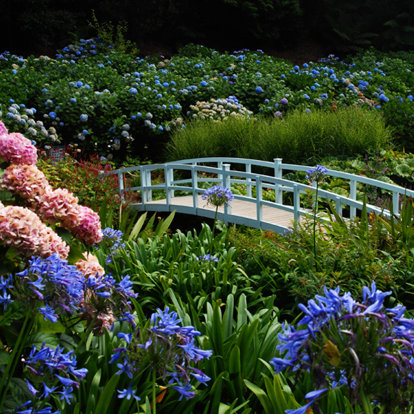Beautiful Garden With Yellow and Blue Flowers And Soil
