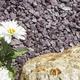 20mm plum slate chippings next to flowers