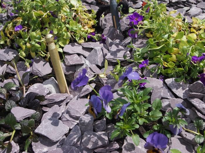 Blue slate amongst plants and purple flowers in garden