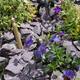 Blue slate amongst plants and purple flowers in garden