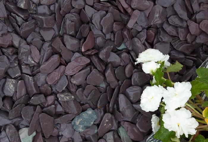 longer photo of plum paddlestones and white flowers 