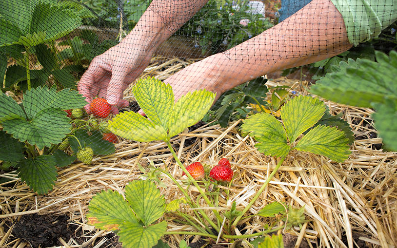 May Strawberry