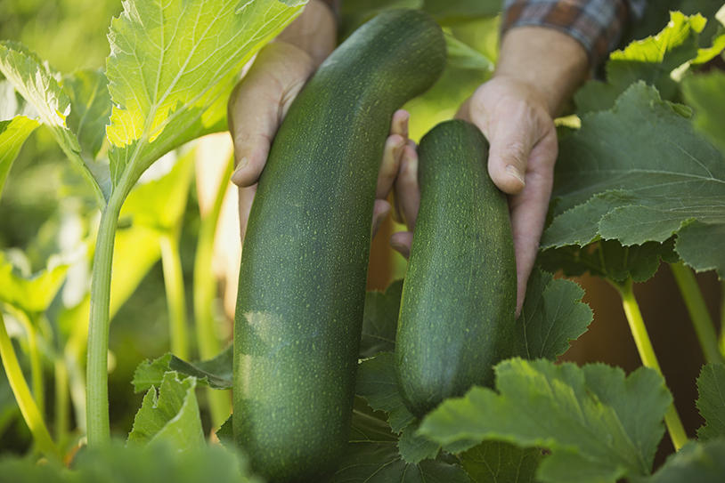 August Courgette