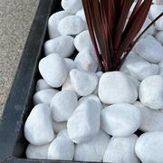 close up of white cobbles used as topping for plant pot