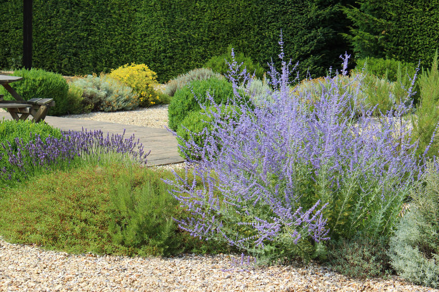 Gravel garden and lavender