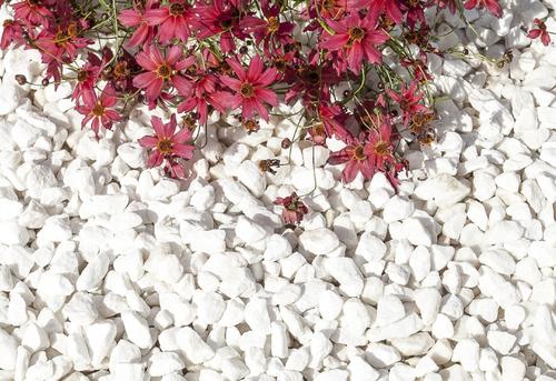White Gravel Near Red Flowers