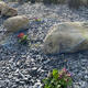 Welsh quartz boulders laid near plants and on decorative aggregate 