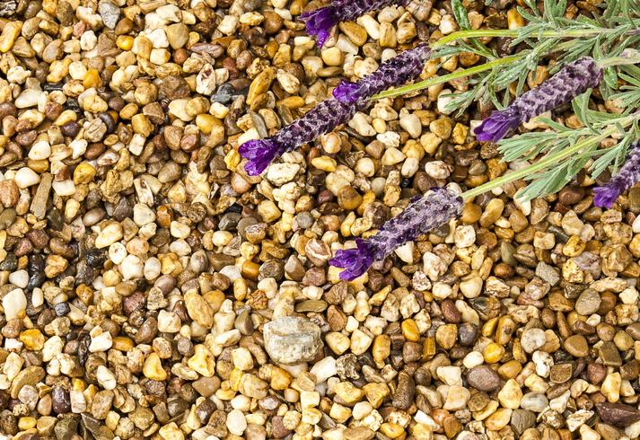 Rhinegold gravel near purple flower