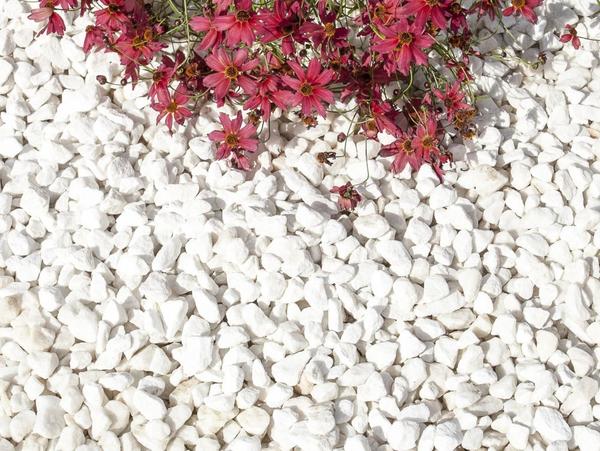 Clean White Garden Stones