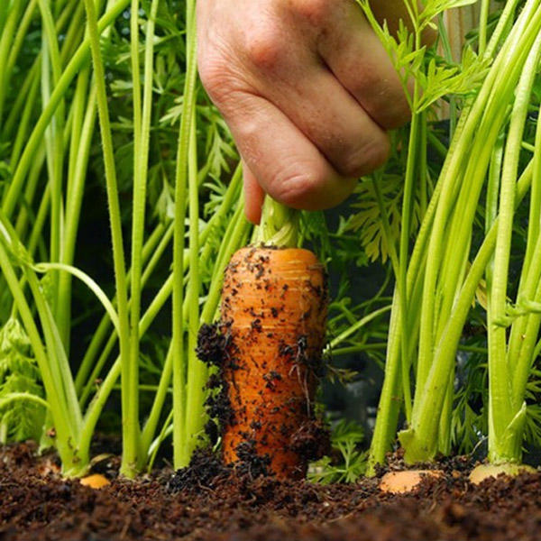 Soil for planting carrots 