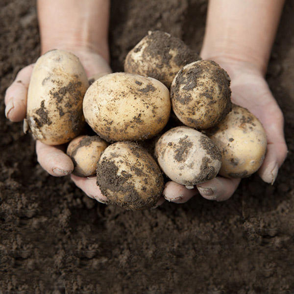 Soil for planting potatoes