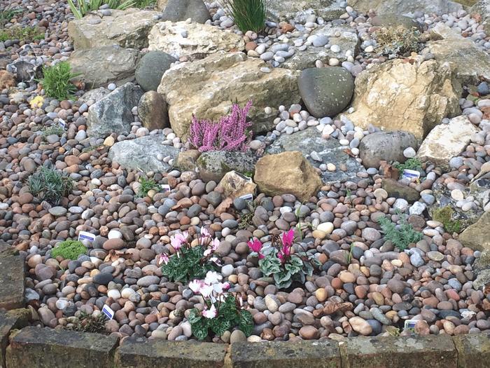 Scottish pebbles in rockery