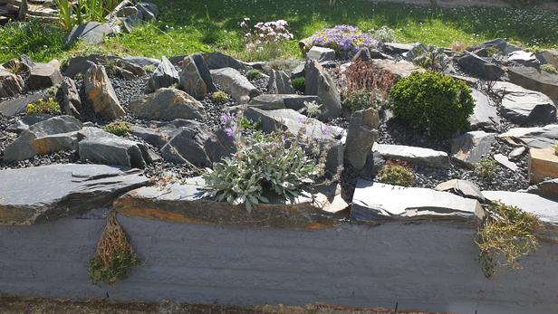 Grey slate chippings laid around rockery stones and plants