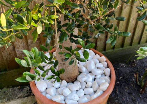 White pebble plant pot topping