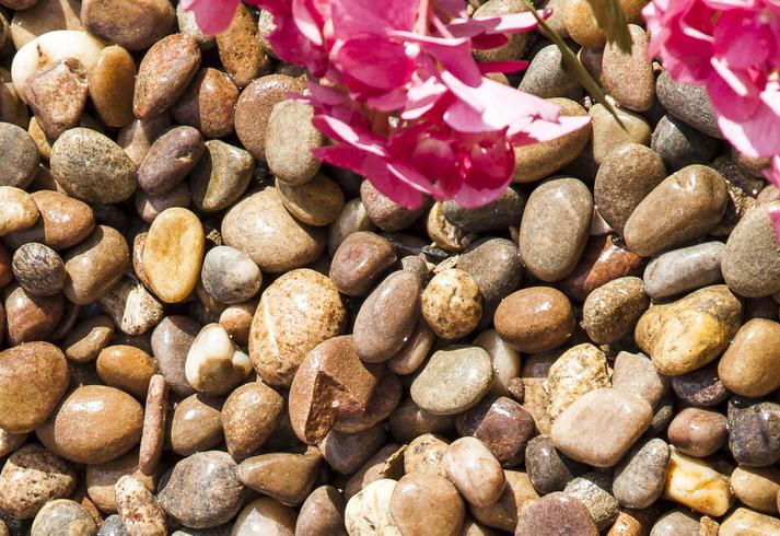 scottish pebbles laid next to pink flowers for a gorgeous contrast 