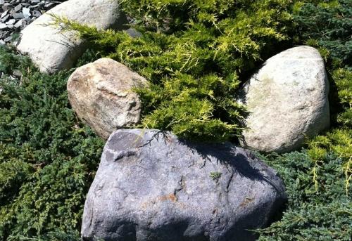 Welsh quartz granite boulders placed in green plants and shrubs