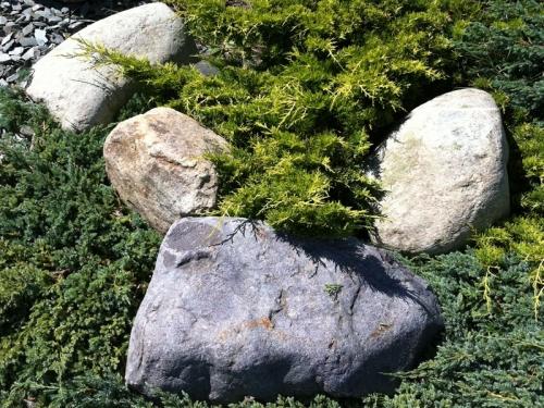 welsh quartz boulders placed in green shrubbery