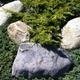 welsh quartz boulders placed in green shrubbery
