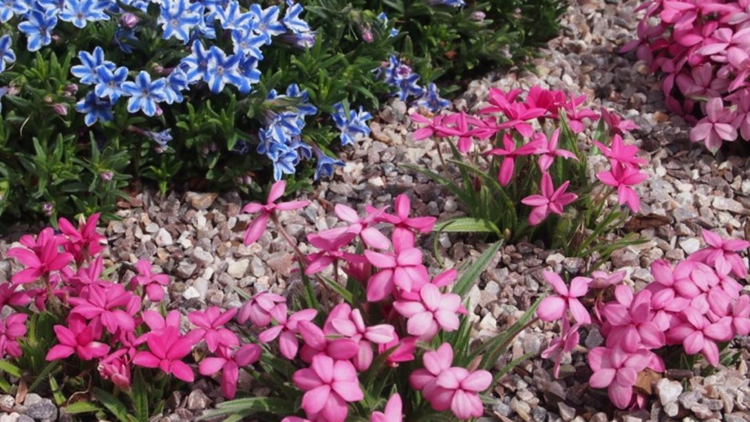 pink and blue flowers with rounded gravel laid underneath 