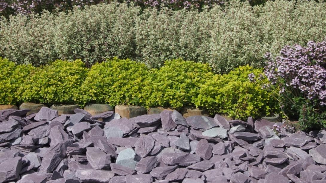 close up shot of plum slate chippings laid beneath shrubbery and flowers