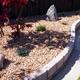 gorgeous light gravel area with rockery and trees 